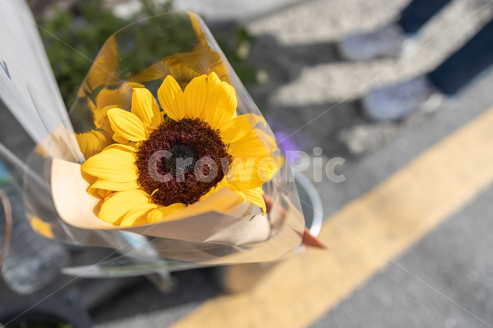 봄,꽃,해바라기,노란색,봄꽃,노란꽃,식물,plant