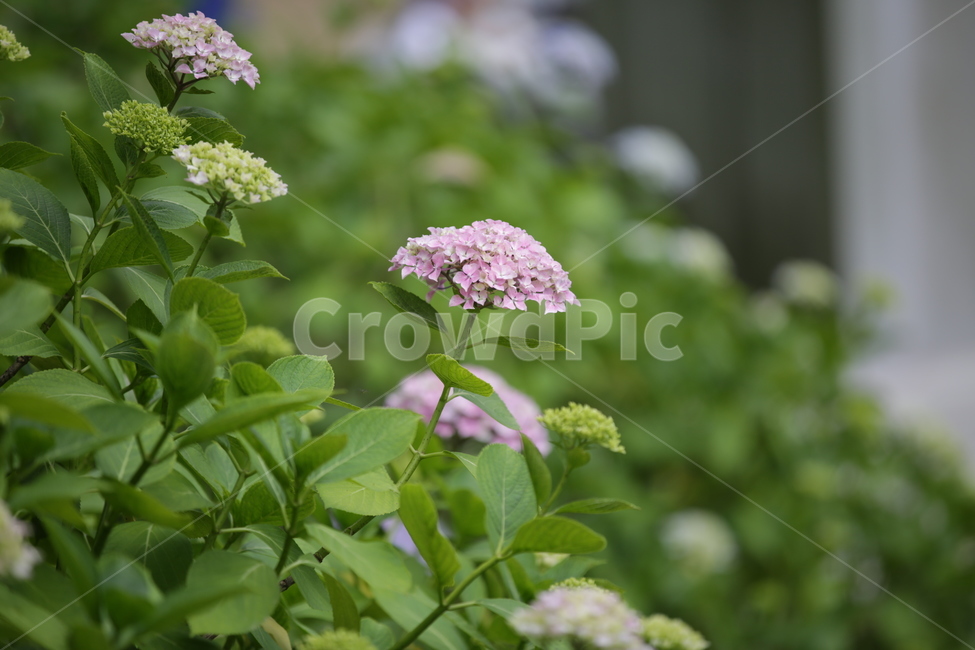 수국,Bigleafhydrangea,쌍떡잎식물,장미목,낙엽관목,수국꽃,식물,자연,plants,nature,꽃,flower,식물,자연,plants,nature,꽃,flower