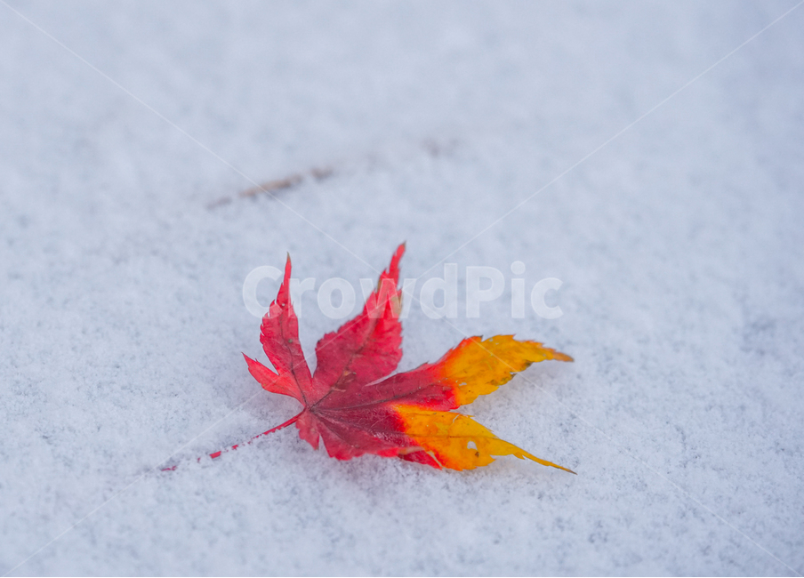 겨울,첫눈,눈,단풍,잎,잎새,감성,계절,겨울,계절,winter,season