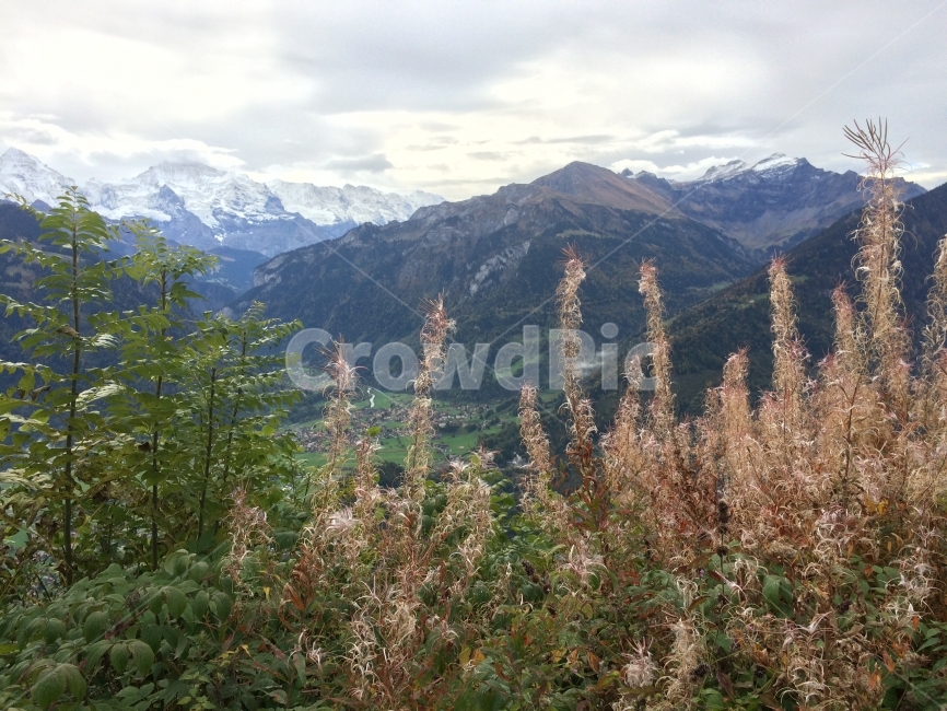 산,야생화,나무,mountain,snow,만년설,tree,grass,자연,nature,자연,풍경,nature,landscape,해외,외국,세계,foreign,oversea,world,세계자연풍경,해외자연풍경,외국자연풍경,world nature landscape,plant,식물,abies,아비,fir,전나무,conifer,구과 식물