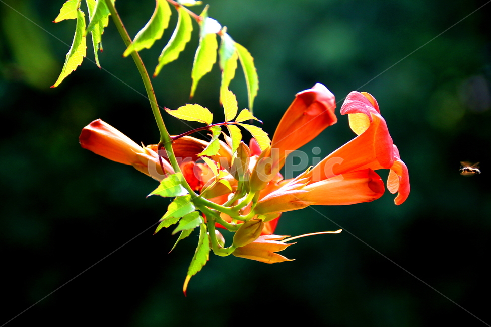 꽃,식물,나무,자연,풍경,식물,자연,plants,nature,꽃,flower