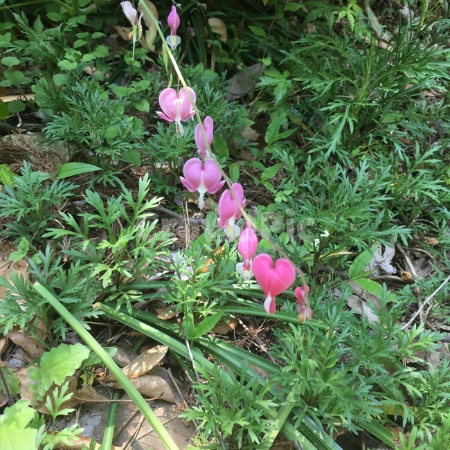 꽃,하트,분홍,핑크,식물,자연,숲