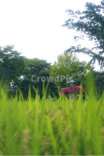 벼,허수아비,논밭,논,벼농사,가을,산업,industry,industrial,농업,농사,agriculture,farming,farming industry