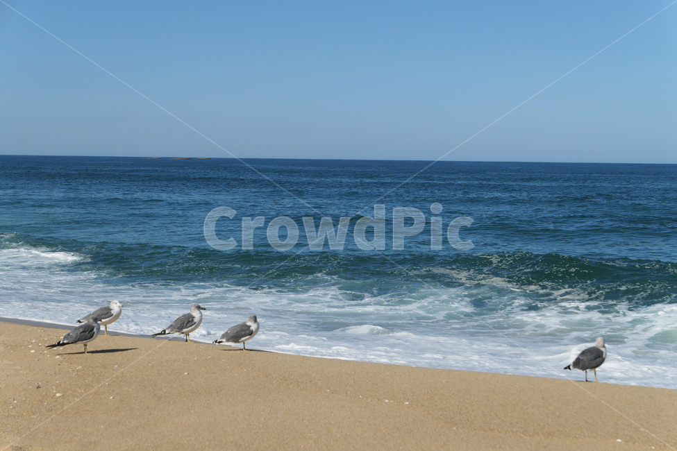 새,동물,animal,seagull,gull,바다,모래,하늘,sky,sea,sand,갈매기,혼자,alone,파도,wave,그룹,group,해변,바다,beach,sea,동물,animal,조류,새,birds