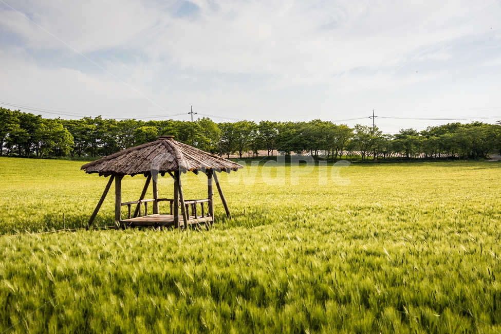 청보리,청보리밭,보리,풍경,landscape,고창청보리밭,봄,자연,풍경,nature,landscape,산업,industry,industrial,농업,농사,agriculture,farming,farming industry,outdoors,옥외