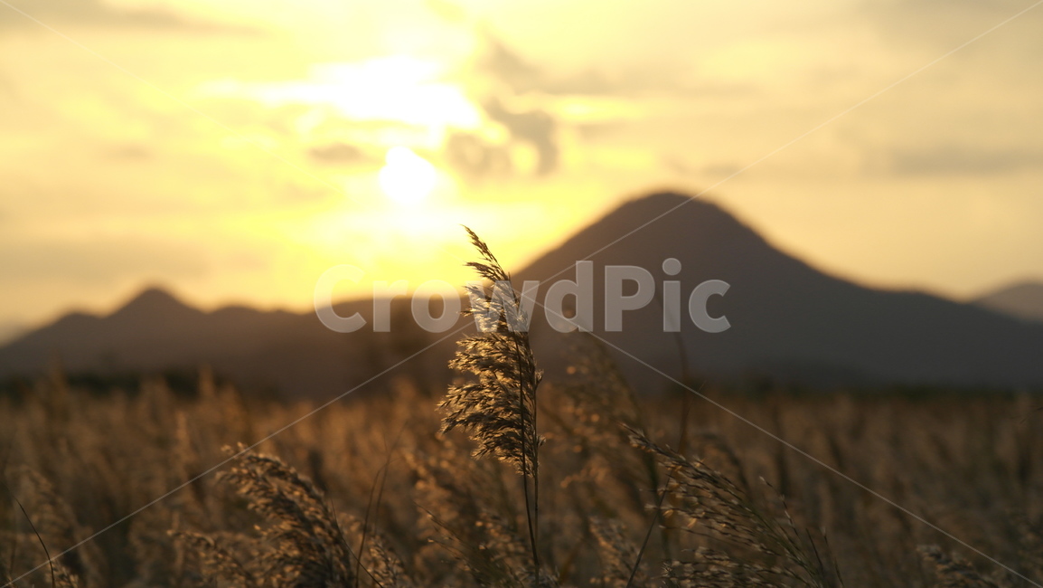 순천,가을,갈대밭,억새밭,억새축제,순천만,석양,감성,ppt배경,가을,계절,fall,autumn,season,식물,자연,plants,nature,grass,잔디,plant