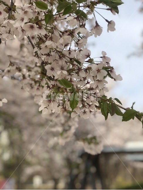 벚꽃,꽃,봄,flower,cherryblossom,spring,계절