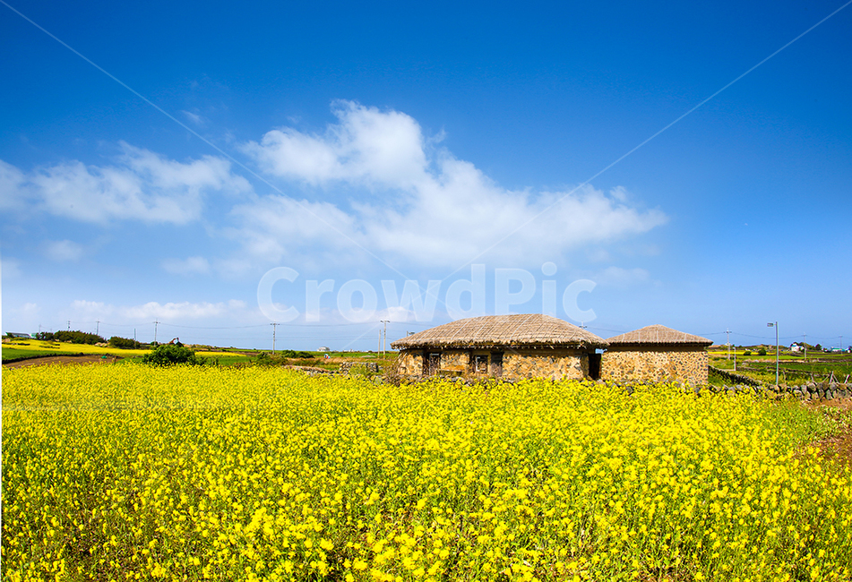유채꽃,꽃,자연,풍경,마을,국내,힐링,좋은날씨,맑은하늘,한국시골,농촌,봄,계절,spring,season,nature,outdoors,옥외,grassland,목초지,field,들