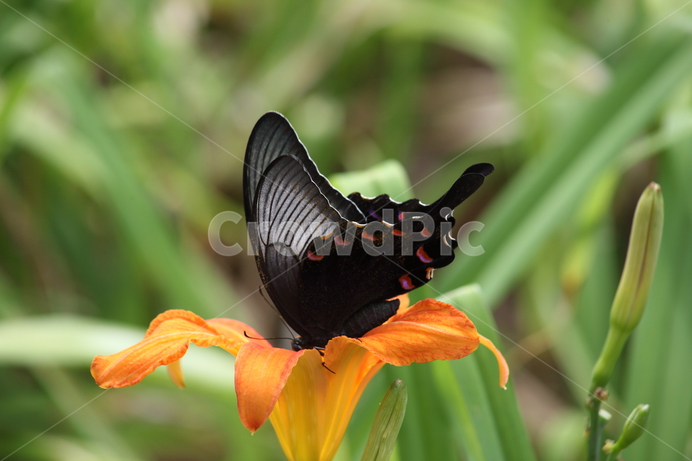 나비,제비나비,검은범나비,papiliobianor,butterfly