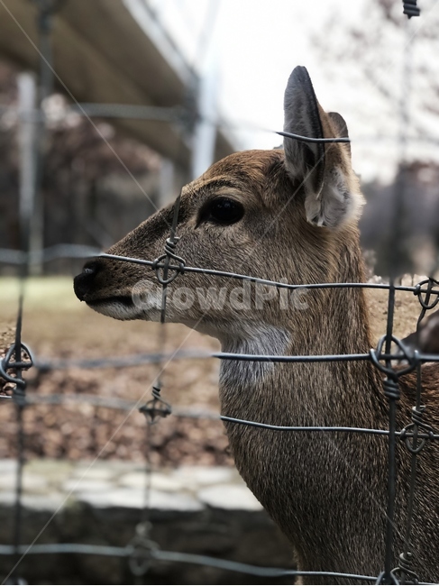 사슴,서울숲,옆모습,동물,animal,야생동물,동물,animal,포유류,mammal