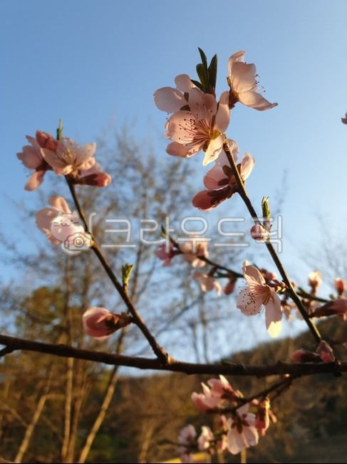 spring flowers,Cherry Blossom,cherry blossom viewing,waiting for spring,Cherry blossom viewing