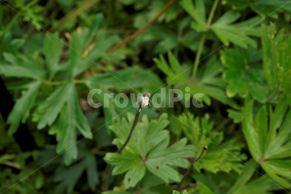 할미꽃,낙화,자연,식물,flower