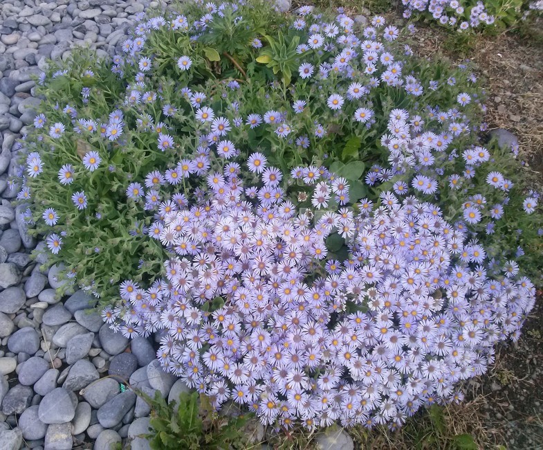 꽃,보라색꽃,꽃밭,flower,nature