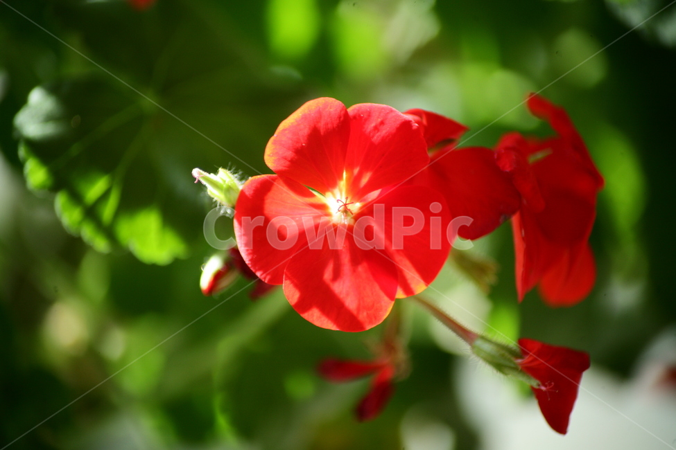 꽃,식물,화분,화초,취미,식물,자연,plants,nature,꽃,flower