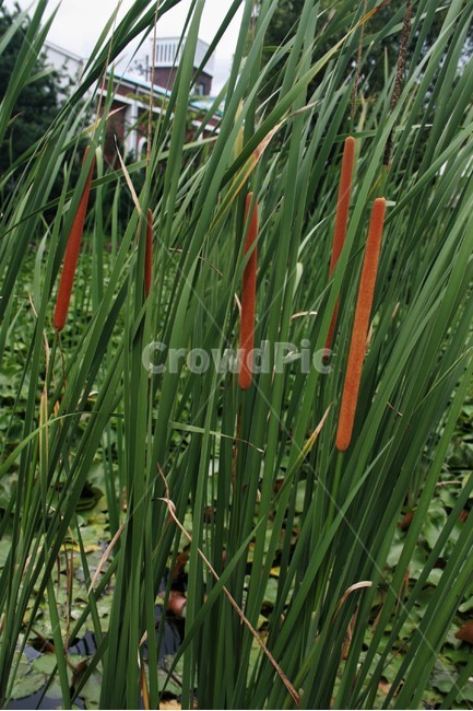 애기부들,부들과,여러해살이풀,수생식물,관상식물,식물,자연,plants,nature