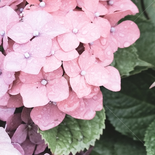 꽃,수국,비,빗방울,분홍색,식물,자연,plants,nature,꽃,flower,색깔,색상,색채,색감,color sense,color sensitivity,feeling of color