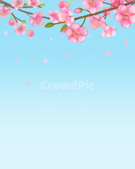 봄일러스트,프레임,오브젝트,디자인소스,소스,장식,데코,꽃,계절,봄꽃,자연,화사한,밝은,벚꽃,꽃잎,잎사귀,테두리,백그라운드,세일,할인,초대장,카드,쇼핑몰,이벤트,배경,편집,표지편집,디자인,브로슈어,브로셔,비주얼,vip,럭셔리,고급,프리미엄,웨딩카드,일러스트레이션,청첩장,배너,광고,봄,spring,plant,식물,봄,계절,spring,season,그래픽,일러스트레이션,graphic,illustration