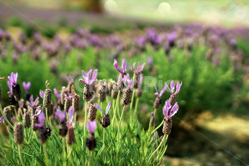 라벤더,꽃,식물,자연,beauty,purple,작물,plant,flower,lavender,보라색,식물,자연,plants,nature,꽃,flower