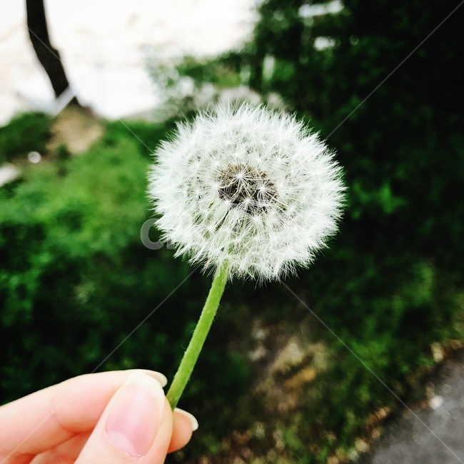 민들레,민들레씨,봄,꽃,들꽃,산책,흩날리다,평안,평온,싱그러움,시작