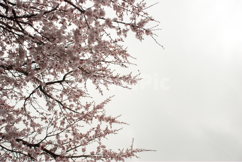 봄,벚꽃,꽃,배경,자연,풍경,하늘,나무,공원,cherryblossoms,식물,벚나무,매화,계절,축제,조경,나뭇가지,시골,경치,화사한,핑크,향기,분홍,맑음,spring,season,flower,생화,만개,만발,봄,계절,spring,season,식물,자연,plants,nature,꽃,flower,plant,cherry blossom,blossom
