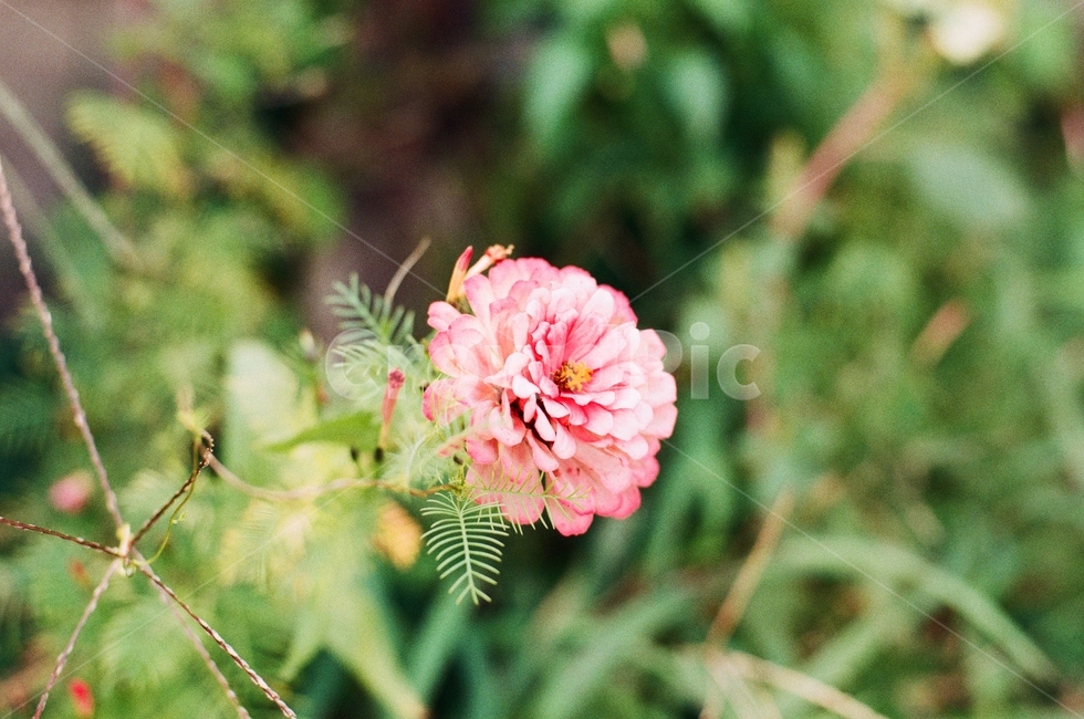 꽃,풀,분홍,아웃포커싱,자연,식물,자연,plants,nature,꽃,flower,감성,sensible,feeling