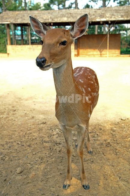 꽃사슴,사슴,동물,반점,월미공원,대륙사슴,매화사슴,포유동물,동물,animal,포유류,mammal