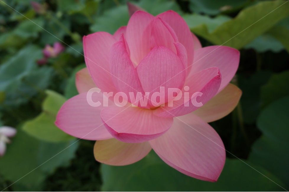 연꽃,여름,핑크,풍경,연못,식물,자연,plants,nature,꽃,flower