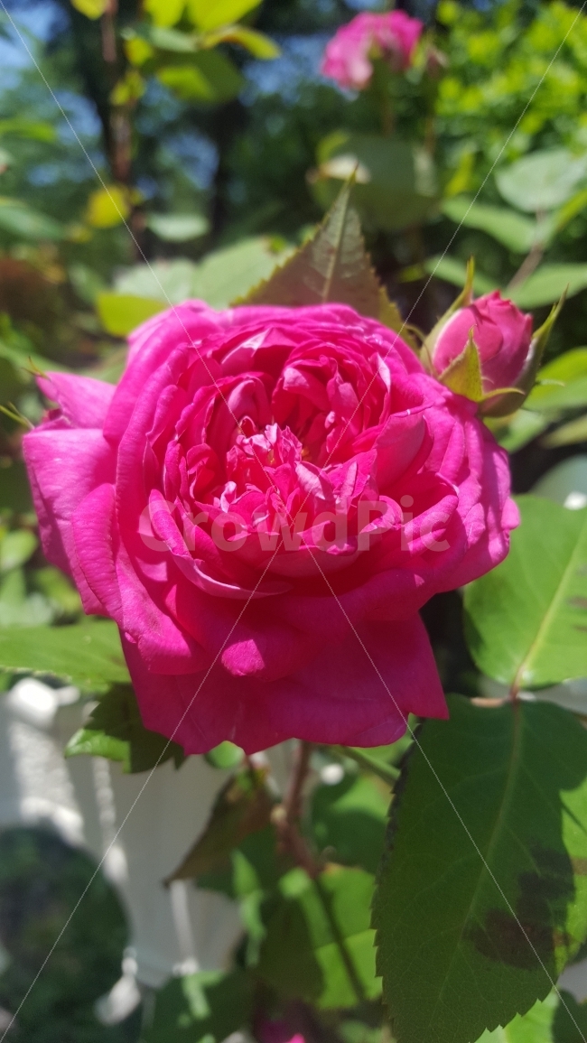 장미,분홍장미,봄,5월,만개,풍성,식물,자연,plants,nature,꽃,flower
