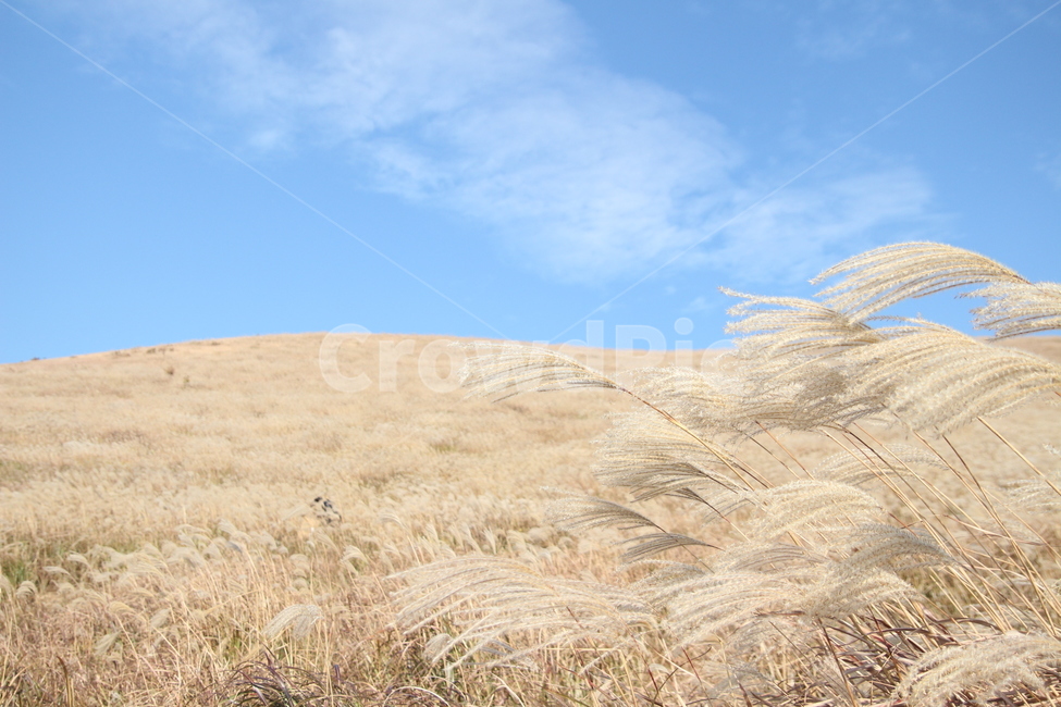 plant,식물,갈대,갈대밭,제주,reed,가을,자연