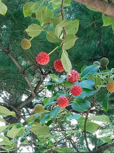 산딸나무,들매나무,미영꽃나무,열매,식물,plant,식물,자연,plants,nature