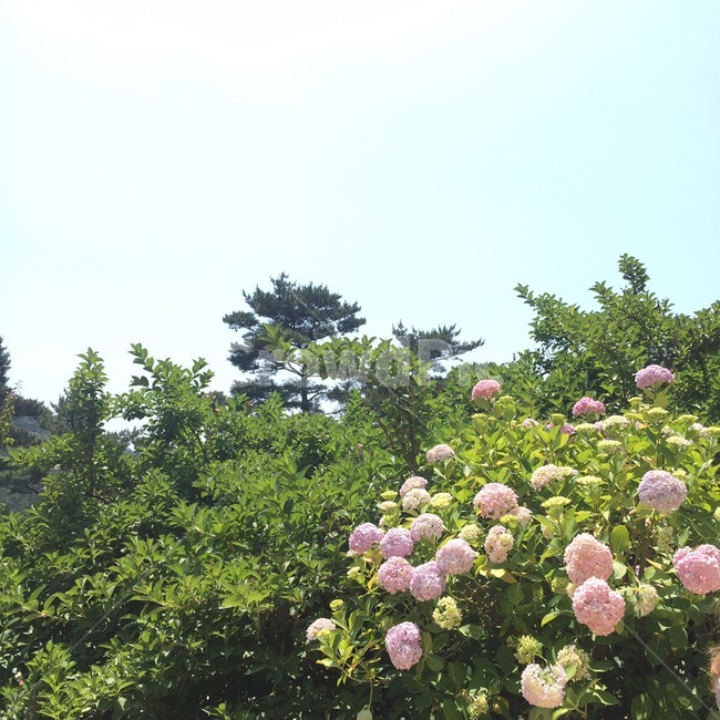 코스모스,하늘,꽃밭,화원,꽃,식물,자연,plants,nature,꽃,flower