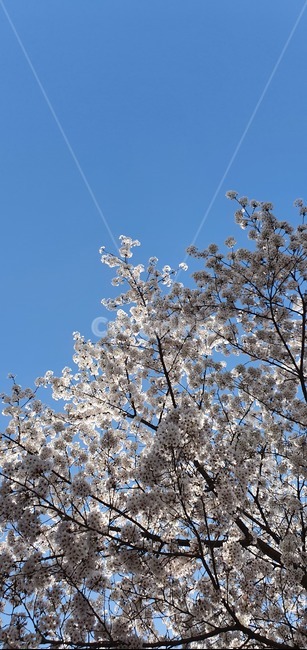 식물,blossom,plant,꽃,벚꽃,봄