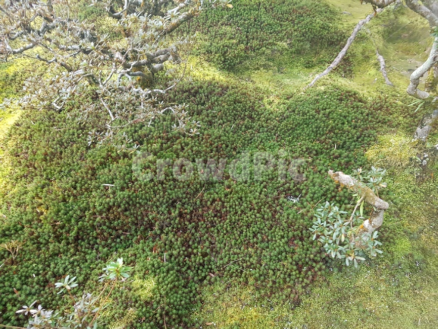 숲,나무,이끼,정원,moss,forest,lichen,tree,garden,일본정원,일본이끼,일본숲,japanesegarden,식물,자연,plants,nature