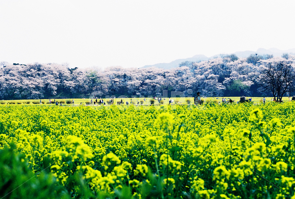 벚꽃,유채꽃,봄,나들이,경주,봄,계절,spring,season,자연,풍경,nature,landscape,사람들,대중,군중,other people,crowd,grassland,목초지,field,들,outdoors,옥외,rural,농촌,farm,농장,meadow