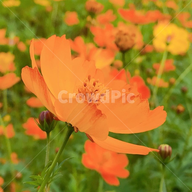 식물,꽃,가을,코스모스,벌,식물,자연,plants,nature,꽃,flower