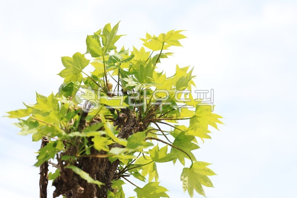 green leaves,Mothers tree shoot,vegetable,spring greens,spring,season,Herbs,sky,moth tree,green,sprout,nature,tree,leaf,food,outdoors,plant,Mothers tree sprout,State of the Union