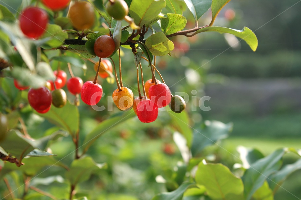 branch,bush,cherry,closeup,열매,과일,식물,나무,정원,그린,녹색,잎,나뭇잎,잎사귀,자연,elaeagnus,elaeagnusumbellata,fresh,fruit,fruits,garden,green,leaf,natural,nature,oleaster,oliveberries,plant,ripe,가지,나뭇가지,보리수,보리수나무,잘익은,익은,shrub,tree,umbellata,레드,빨강,빨강색,red,식물,자연,plants,nature,과일,열매,fruit