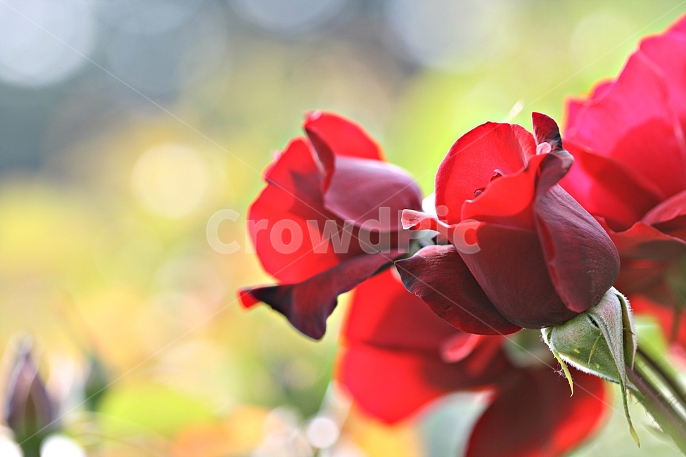 장미,꽃,플라워,봄,고백,아름다워,식물,자연,plants,nature,꽃,flower