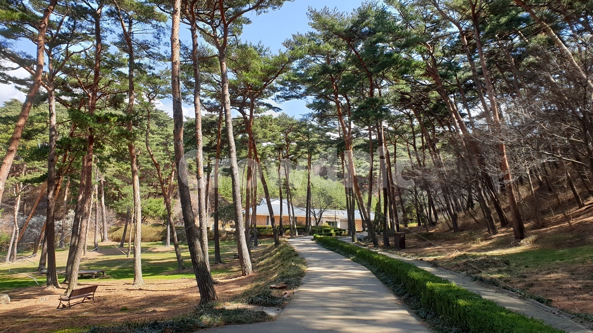 안면도,자연휴양림,소나무,숲,파노라마,풍경,자연,풍경,nature,landscape,나무,trees,wood,tree,plant,식물,tree trunk,나무 줄기