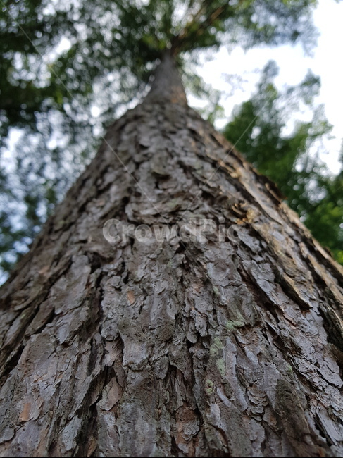 소나무,나무껍질,통나무,나이테,나무결,treetrunk,식물,자연,plants,nature,나무,trees,wood