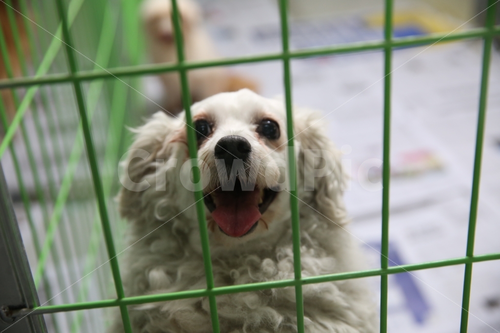 반려견,유기견,유기견보호소,동물,개,동물,animal,포유류,mammal,개,강아지,dog,doggy,감정표현,기분,feeling,emotion