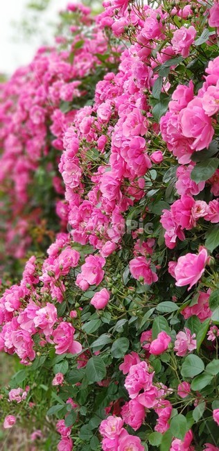 장미,꽃,rose,식물,자연,넝쿨장미,5월,그린,flower,장미꽃,nature,분홍장미,식물,자연,plants,nature,꽃,flower