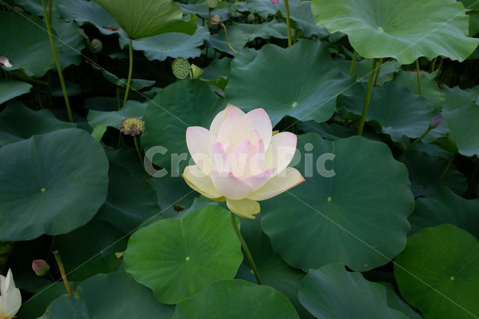 연꽃,풍경,자연,연꽃잎,꽃,식물,자연,plants,nature,꽃,flower