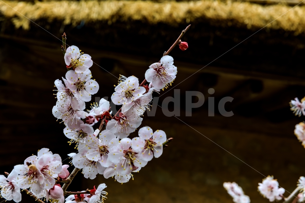 자연,풍경,봄,꽃,매화꽃,경주,양동민속마을,식물,자연,plants,nature,봄,계절,spring,season,꽃,flower,plant,blossom,cherry blossom,벚꽃