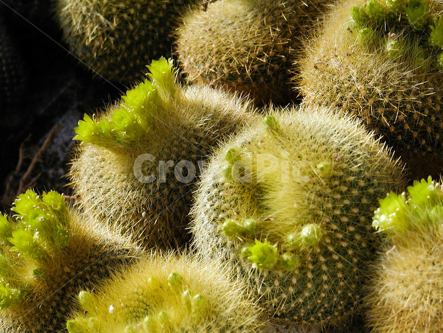 선인장꽃,선인장,가시,선인장가시,식물,flower,blossom,plant,꽃,봄꽃