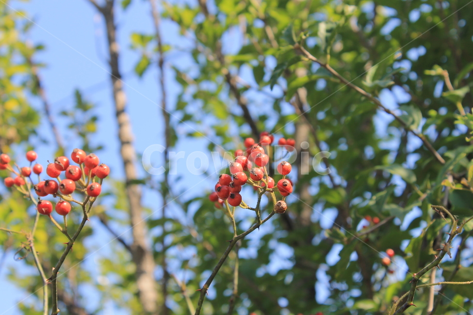 열매,빨간열매,야생열매,가을,plant,식물,나무,trees,wood,과일,열매,fruit