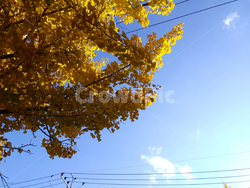 가을,은행잎,노란색,푸른하늘,계절,식물,은행나무,나뭇가지,나무,tree,autumn,plant,가을,계절,fall,autumn,season,식물,자연,plants,nature,나무,trees,wood