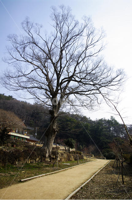 나무,식물,길,자연,tree,plant,nature
