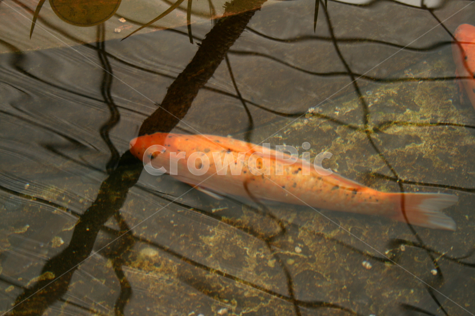 연못,물고기,비단잉어,잉어,수족관,동물,animal,어류,물고기,fish