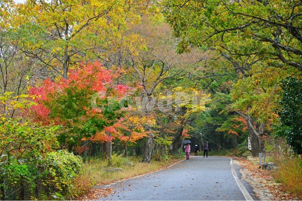 nature,자연,outdoors,옥외,tree,나무,plant,식물,maple,human,인간,person,사람,asphalt,아스팔트,해남,대흥사,두륜산,해남대흥사,단풍,가을,대흥사가을,추색,만추,낙옆